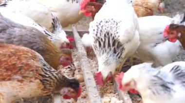 Bahçede yürüyen ve beslenen bir sürü farklı cinsten renkli tavuk ve horoz var.