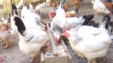 Bahçede yürüyen ve beslenen bir sürü farklı cinsten renkli tavuk ve horoz var.