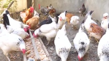 Bahçede yürüyen ve beslenen bir sürü farklı cinsten renkli tavuk ve horoz var.