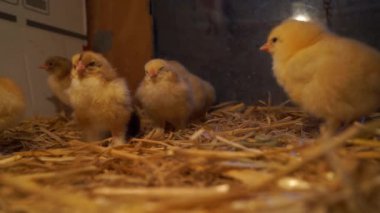 Tavuk kümesinde küçük tavuklar talaş yığınında, ahşap çiftlikte. Taze yaprak ye, yeşil çalı. Yemeği götür..