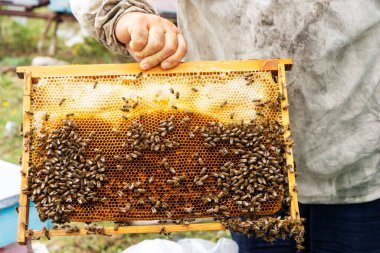 Arı kovanlarından bal toplayan kırsal arıcılar.