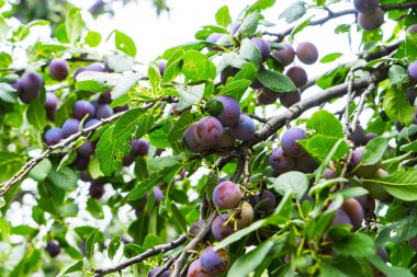 Bahçedeki ağaçlarda sallanan leylak gibi olgun erikler..