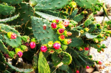 Opuntia, commonly called prickly pear, is a genus in the cactus family. clipart