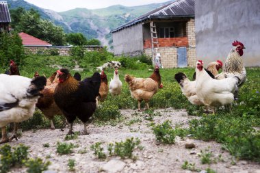 Colorful chickens and roosters of different breeds in the yard, poultry clipart