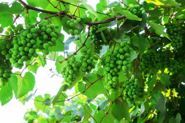 Üzüm ve üzüm yaprakları mavi gökyüzüne karşı.