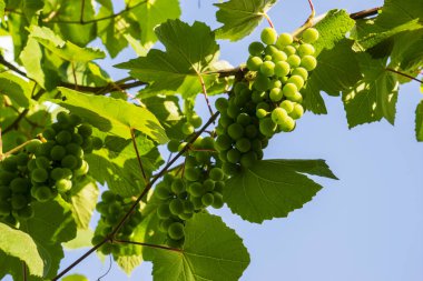 Üzüm ve üzüm yaprakları mavi gökyüzüne karşı.