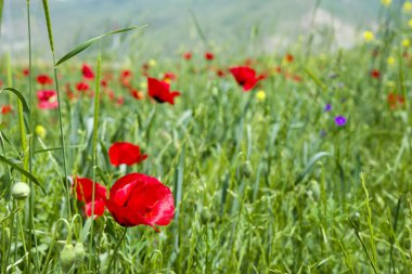 Kızıl uzun saçlı gelincik tarlası, körler, Papaver Dubium. Çiçekler doğal ortamda çiçek açar. Çiçek açan.