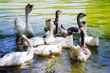 Bir ördek ve kaz sürüsü güzel bir dağ gölünde yüzer..