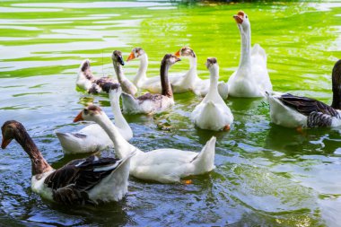 Bir ördek ve kaz sürüsü güzel bir dağ gölünde yüzer..
