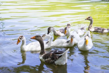 Bir ördek ve kaz sürüsü güzel bir dağ gölünde yüzer..