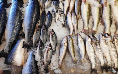 Süpermarkette buz tezgahında çeşitli taze balıklar..