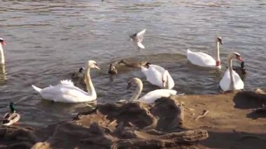Güzel beyaz kuğular Vltava Nehri 'nde yüzerler. Prag 'da. Çekçe