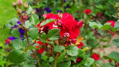 Bahçedeki kırmızı güller.