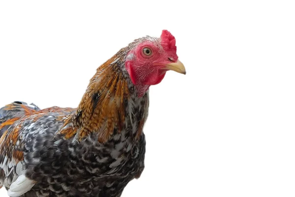 Färgglada Byn Kyckling Isolerad Vit Bakgrund Klippning Väg — Stockfoto