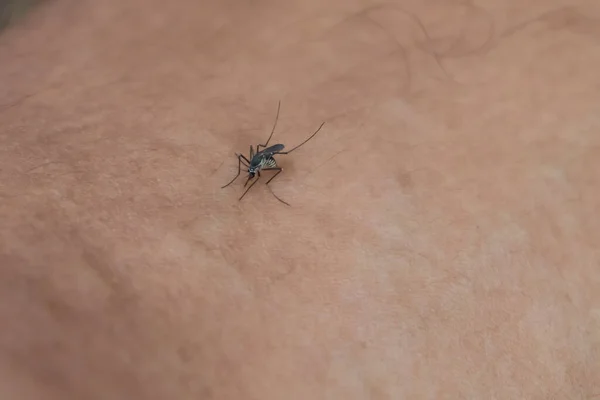 アデス アルボピクトゥスの蚊はヒトの皮膚に侵入する ヒトの血液吸引蚊 — ストック写真