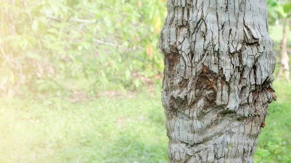 Tekstura Pnia Drzewa Kokosowego Jest Szary Pękniętą Korą — Zdjęcie stockowe