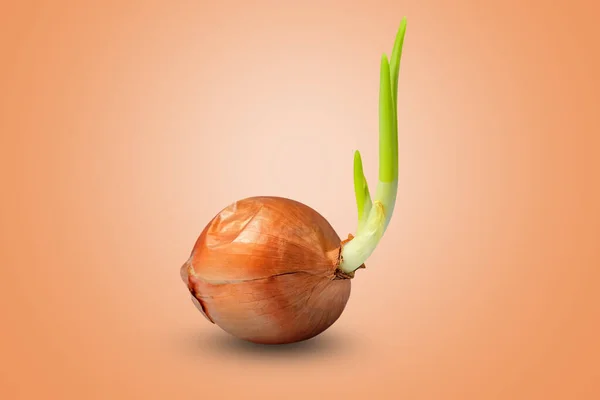 Onion Buds Isolated Orange Background Clipping Path — Stock Photo, Image