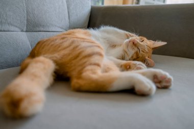 Kanepede uyuyan turuncu kedi.