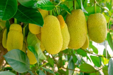 Ağaca konmuş bir meyve veya Artocarpus Integer, Güneydoğu Asya 'da yetişen ve olgunlaştığında keskin bir kokusu olan bir meyve türüdür..