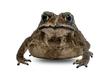 Asya ortak kurbağası (Bufo melanostictus) kırpma yolu ile beyaz zemin üzerinde izole