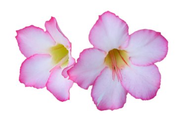 Çiçek arkaplanı. Pembe Adenyum, kırpma yolu ile izole edilmiş beyaz arkaplan.