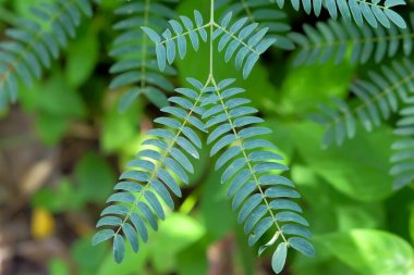Closeup of leaf (Leucaena leucocephala) isolated on blurred background