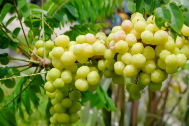 Gooseberry Otaheite (Phyllanthus Acidus) or dense Cermai fruit on stalks, Indonesian Cermai fruit