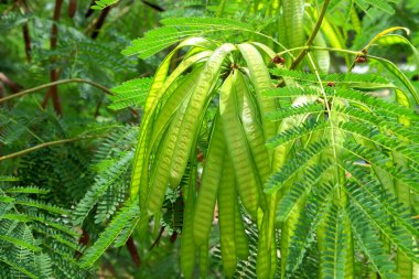 The fruit of Leucaena leucocephala is dense. The glabrata plant is known in Indonesia as Lamtoro gung or Chinese petai