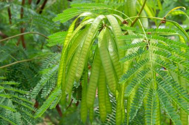 The fruit of Leucaena leucocephala is dense. The glabrata plant is known in Indonesia as Lamtoro gung or Chinese petai