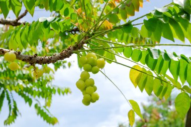 Gooseberry Otaheite (Phyllanthus Acidus) or dense Cermai fruit on stalks, Indonesian Cermai fruit