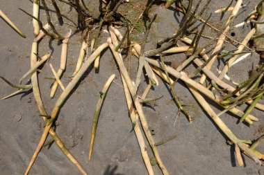 Mangrove roots or pneumatophores, roots growing from the seabed in Indonesia. special roots for mangrove tree respiration during low tide