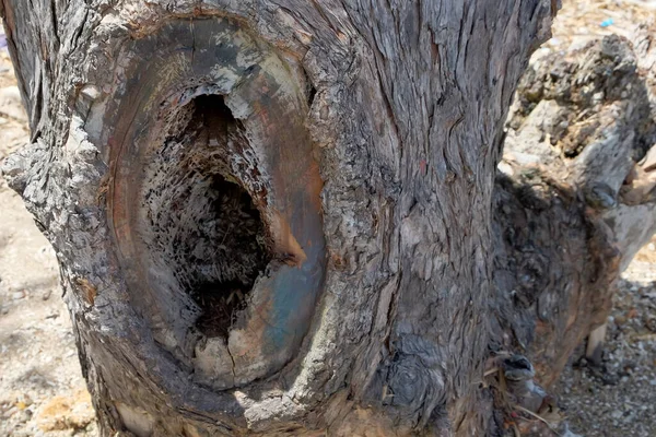 Closeup on an old hollow tree trunk. Old tree bark texture background