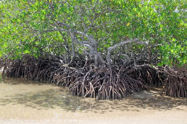 The roots of mangrove trees are long, special roots for mangrove trees to breathe during low tide