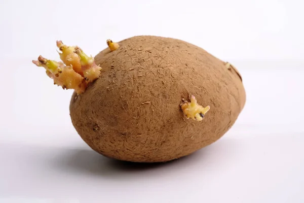 Old potatoes sprouting before planting on white background. Potatoes with sprouts, macro shot