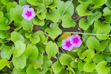 Sabah zaferi çiçekleri, kumsalda açan çiçekler. Makro çekim