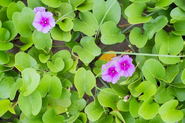 Reggeli Dicsőséges Virágok Virágok Nyílnak Napon Parton Makrofelvétel — Stock Fotó
