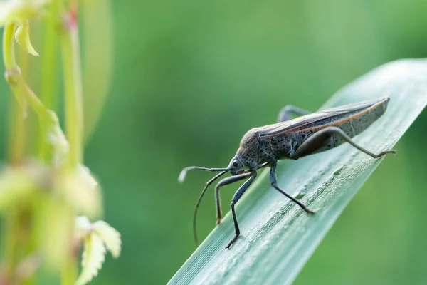 stock image Leaf Footed bugs (Family Coreidae) perch in the leaves. Macro shoot