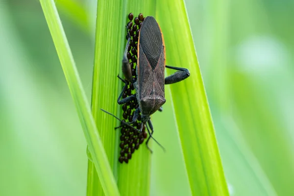 Leaf Footed bugs (Family Coreidae) guard their eggs in the leaves. Macro shoot
