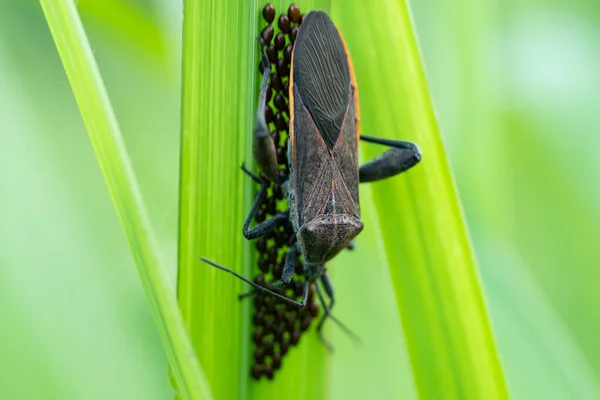 Insetos Leaf Footed Família Coreidae Guardam Seus Ovos Nas Folhas — Fotografia de Stock