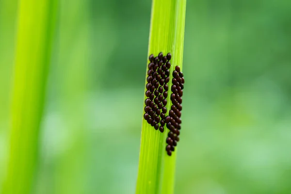 Yaprakların Üzerinde Yaprak Ayak Böceği Yumurtaları Coreidae Ailesi Makro Çekim — Stok fotoğraf