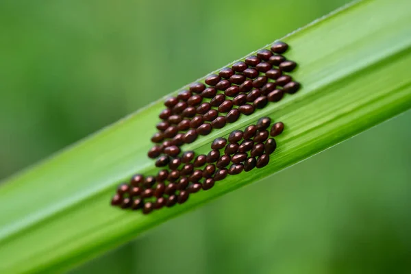 Yaprakların Üzerinde Yaprak Ayak Böceği Yumurtaları Coreidae Ailesi Makro Çekim — Stok fotoğraf
