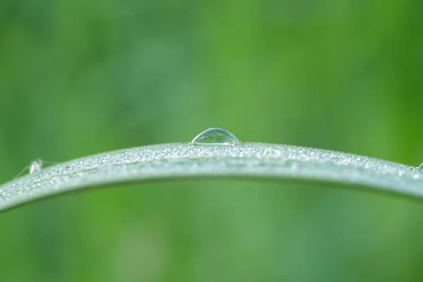 Closeup Dewdrops Leaves Early Morning — Stock Photo, Image