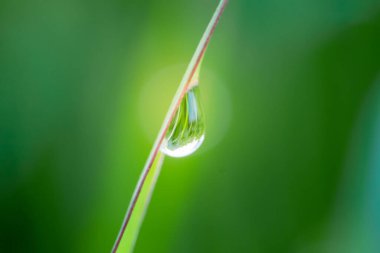 Sabahın erken saatlerinde yaprakların üzerindeki çiğ damlalarının kapanışı