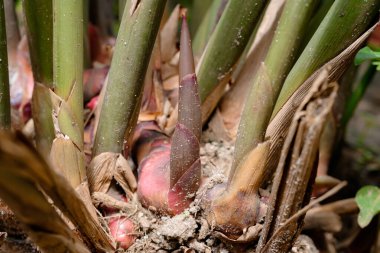 Genç galangal bahçede ateş ediyor, Macro ateş ediyor.