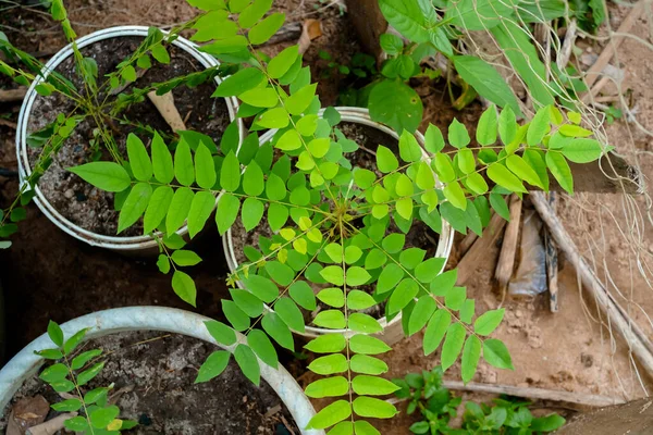 Phyllanthus Acidus Pianta Indonesiana Del Cermai Della Famiglia Delle Phyllanthaceae — Foto Stock