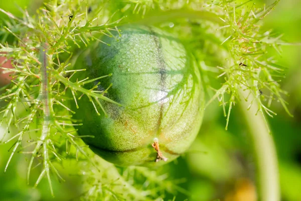 Makro Shot Yeşil Rambusa Meyvesi Rambusa Genellikle Küçük Bir Tutku — Stok fotoğraf