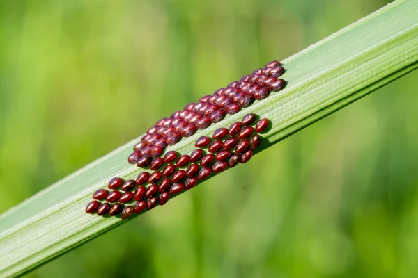 Liściaste Jaja Owadów Rodzina Coreidae Liściach Ujęcia Makro — Zdjęcie stockowe