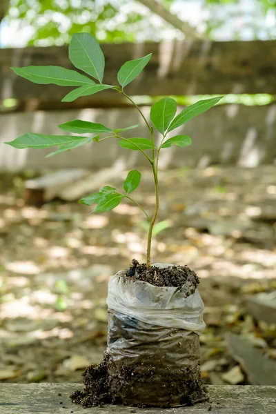 Longan seeds grow in a special plastic form before being moved to be planted, plant seeds