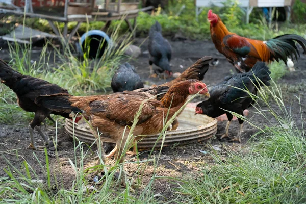 Egy Csapat Csirke Eszik Farmon — Stock Fotó