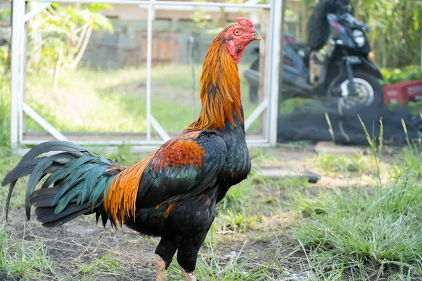 Ayam Jantan Sebuah Peternakan Padang Rumput — Stok Foto